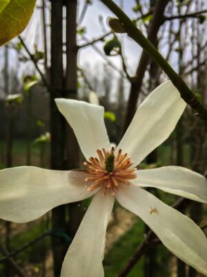 Magnolia kobus leibomen leivorm noord Japanse privacy trees