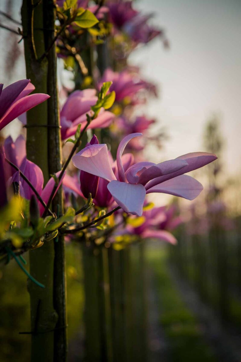 leivorm magnolia leibomen