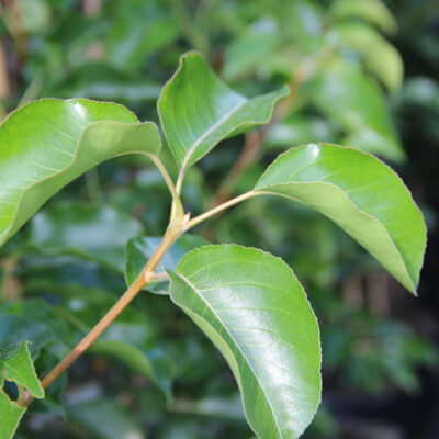 leibomen Sierpeer Pyrus calleryana 'chanticleer'