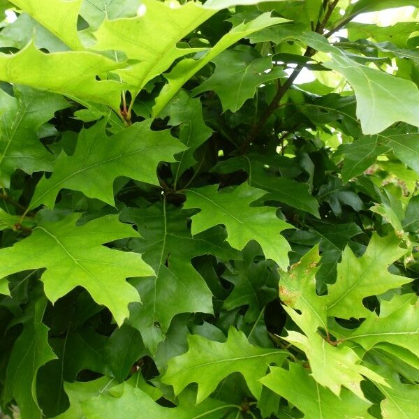 Quercus palustris leibomen leivorm moeraseik