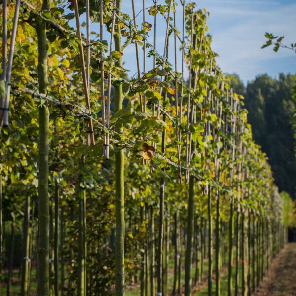 tilia europaea pallida leilinde privacy trees