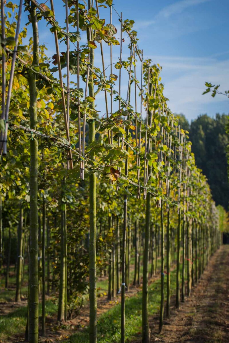 leilinde winterlinde leibomen privacy trees