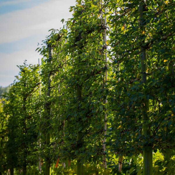 Carpinus betulus scherm leiboom haagbeuk