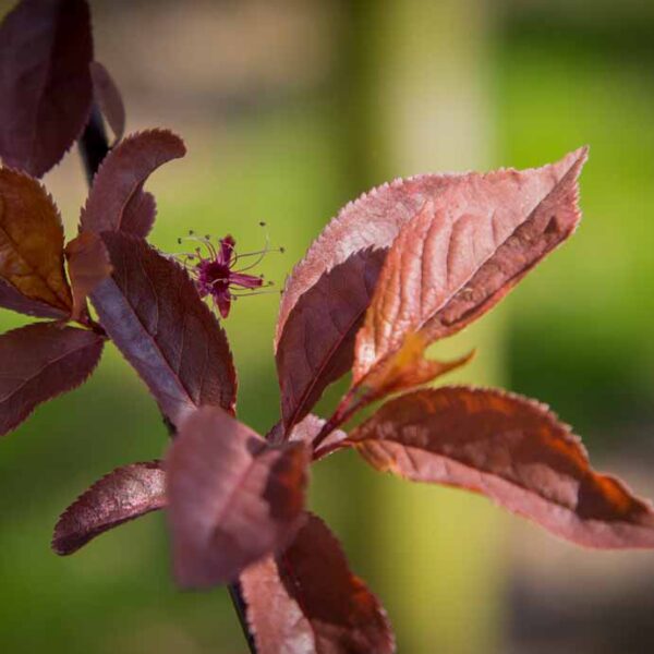 Leibomen prunus ce. nigra pruimkers