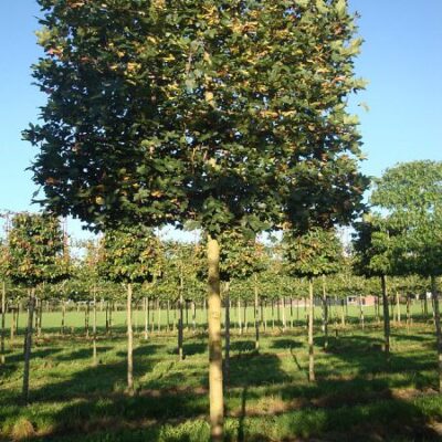 Leischerm leiboom schermen acer camprestre Veldesdoon