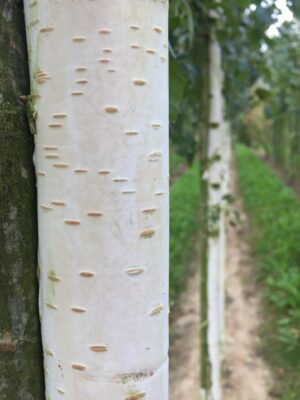 betula utilis leiboom witte stam